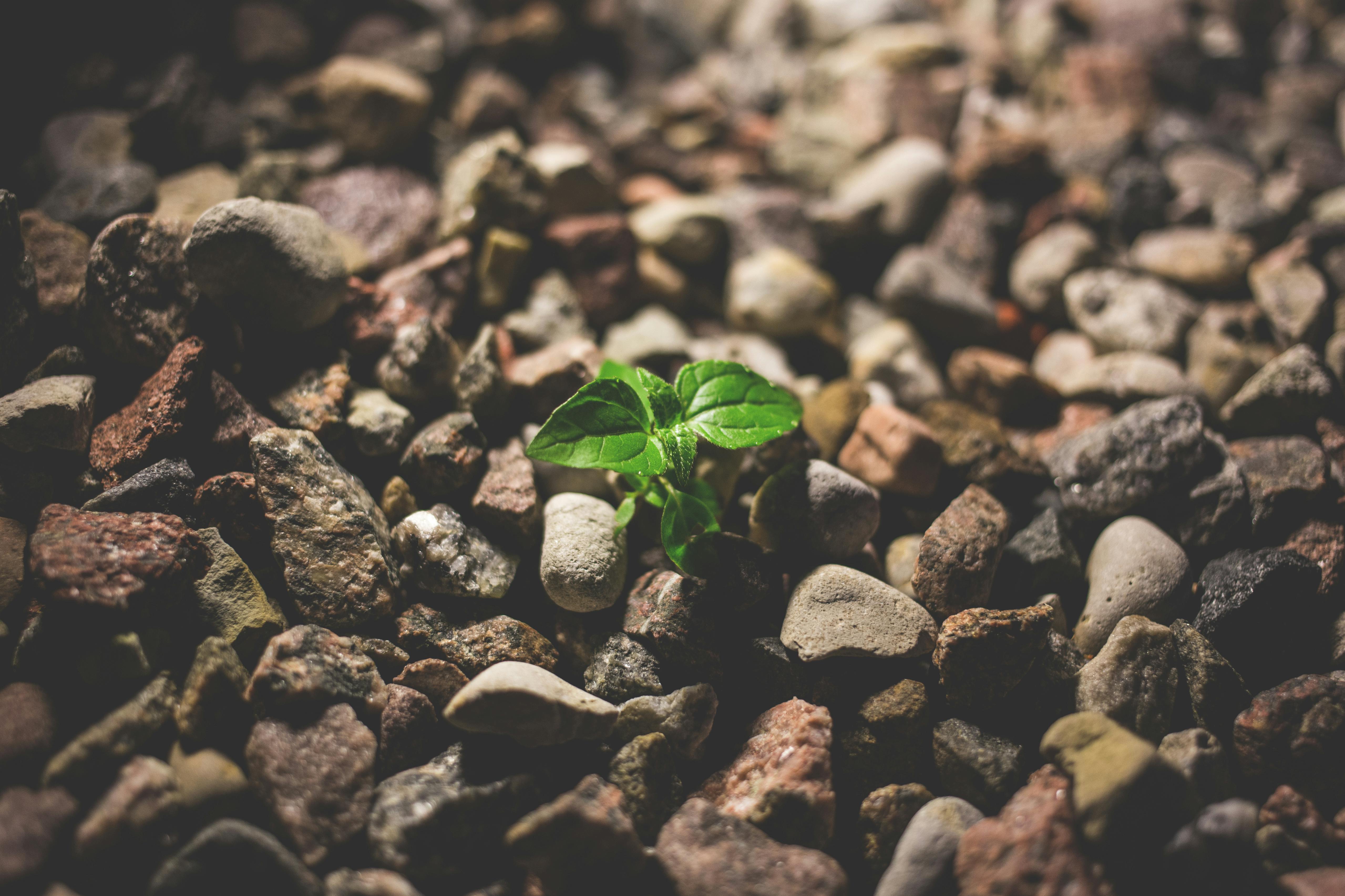 Mindful coaching and support in calming green nature